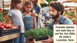 Tomato sales day Leeston Oct 26th poster